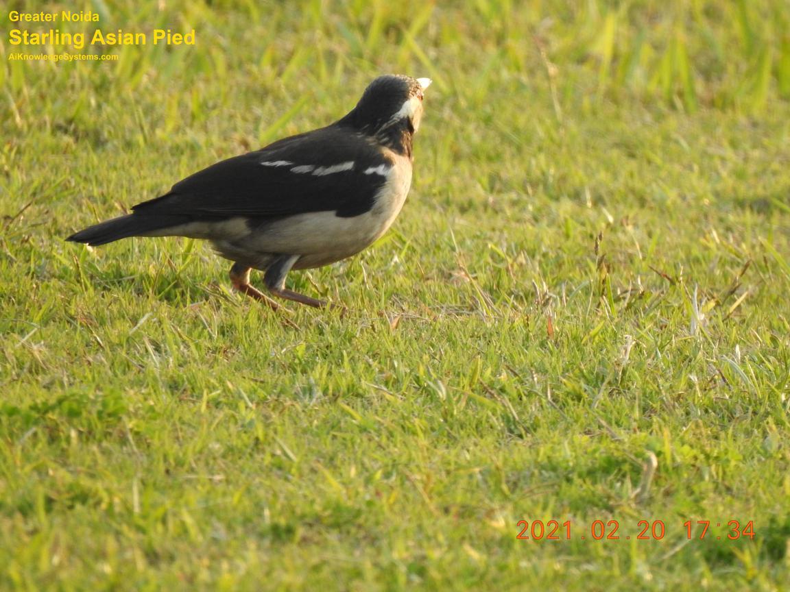 Starling Asian Pied (17) Coming Soon